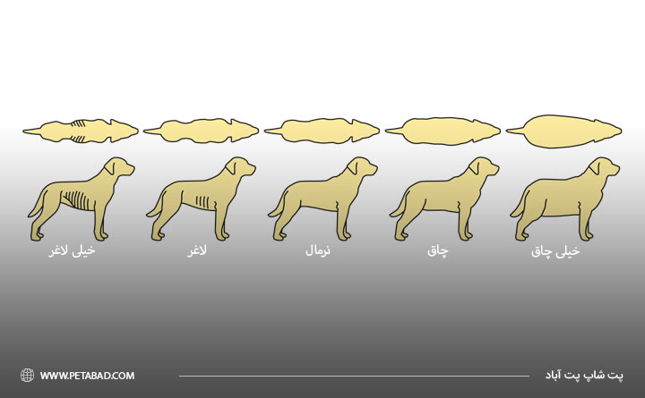 مقدار غذای مناسب برای سگ
