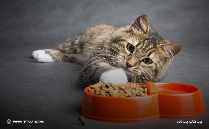 بهترین غذای گربه مادر بعد از زایمان