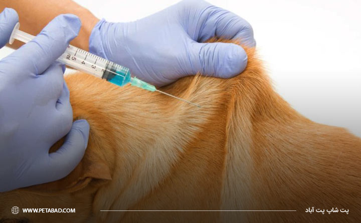 پیشگیری از ویروس هاری با واکسن هاری سگ
