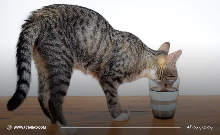 مایع درمانی برای درمان تب گربه