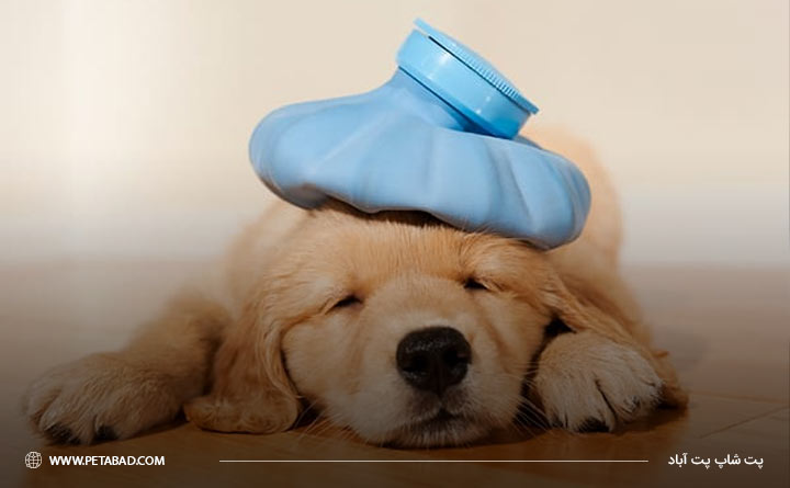 آنفولانزای سگ