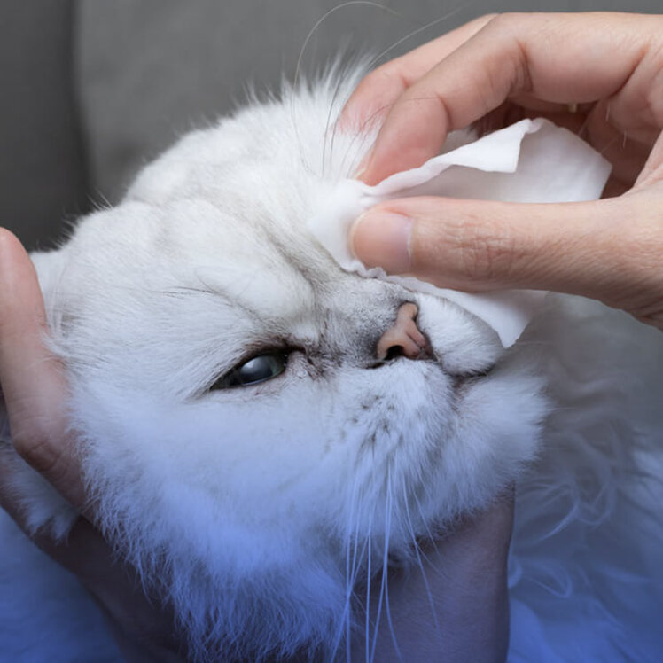 عفونت‌های بخش فوقانی دستگاه تنفس در گربه‌ها