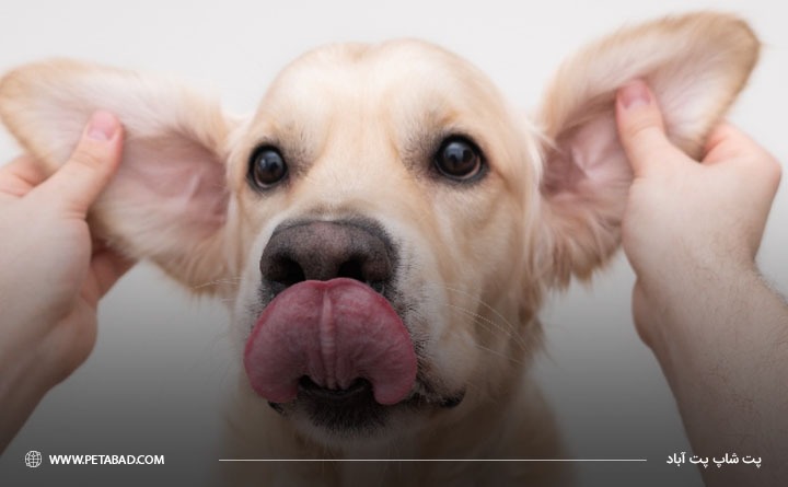 آیا استفاده از محلول گوش‌پاک‌کن سگ مجاز است؟