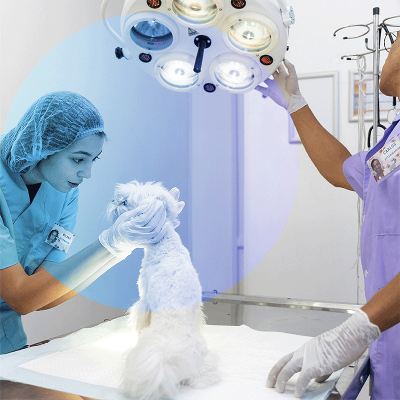  تصویر مشاوره تخصصی آنلاین جراحی حیوانات خانگی 