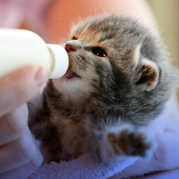 هر آنچه که باید قبل از خرید شیر خشک بچه گربه بدانید