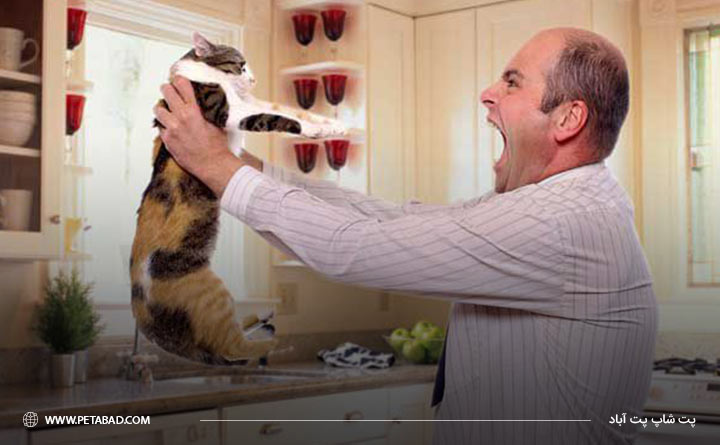 تنبیه نکردن گربه