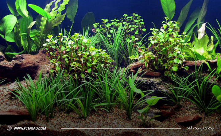 تجهیزات مورد نیاز آکواریوم: بستر آکواریوم