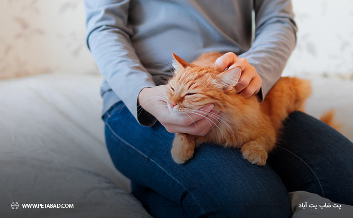 کنترل استرس در گربه برای بهبود عفنت بخش فوقانی دستگاه تنفس گربه