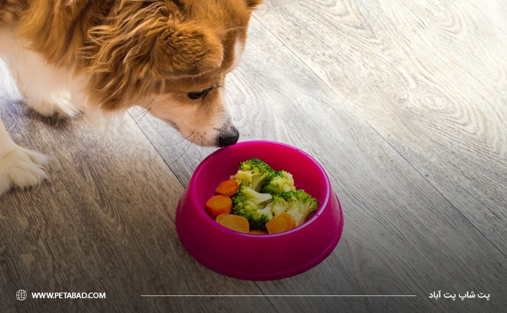 معرفی بهترین برندهای غذای سگ خارجی