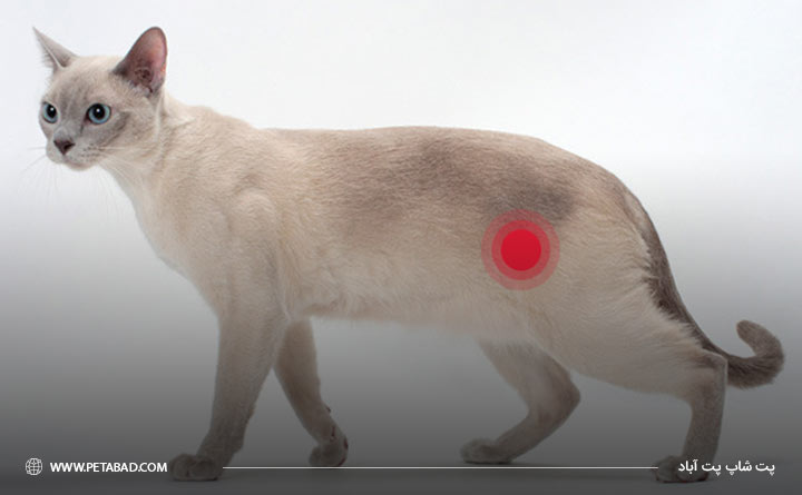 سیستیت ایدیوپاتیک گربه‌ سانان FIC