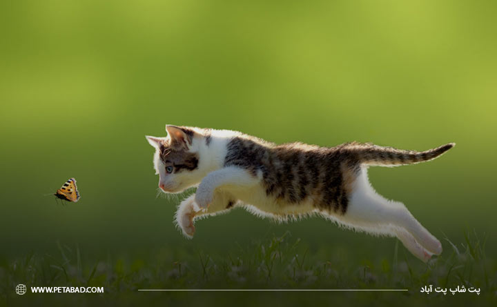 هدیه یا شکار گربه به صورت غریزی