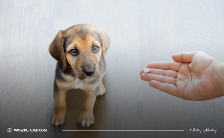 تجویز آنتی بیوتیک برای بهبود بیماری پاروا در سگ