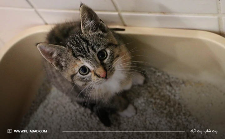 علت اسهال خونی در گربه ها