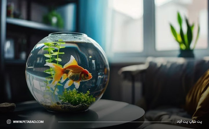 بهترین حیوان خانگی برای آپارتمان: ماهی