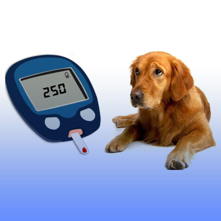 دیابت در سگ‌ها و راه‌های پیشگیری از آن