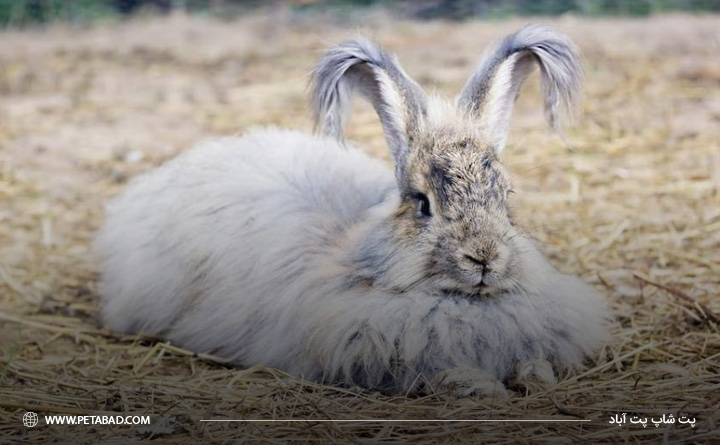 خرگوش آنگورا