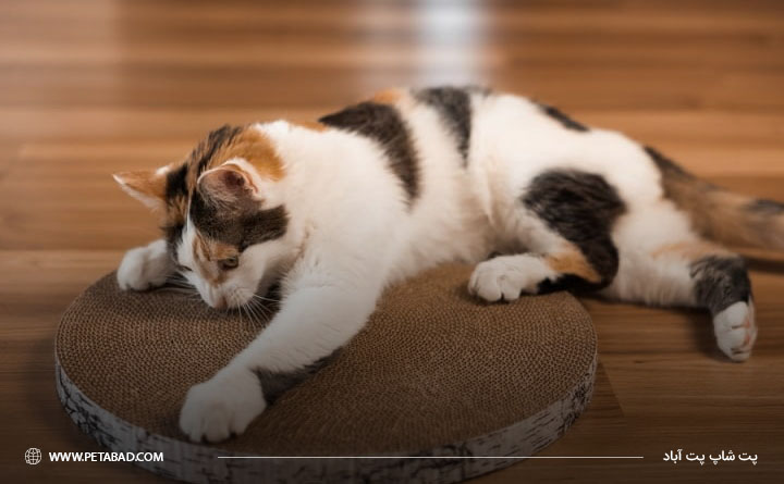 ابزارهای نظافت پوست و موی گربه