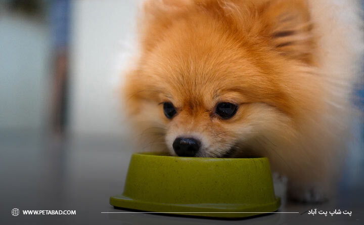 طرز تهیه غذای خانگی برای سگ پامرانین