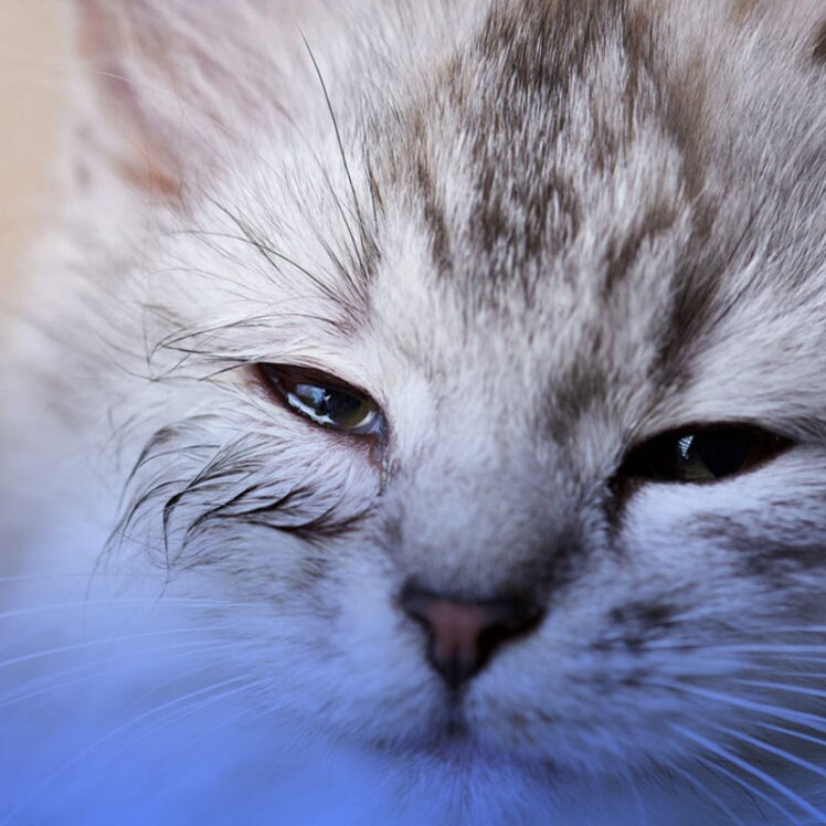 مشکلات چشمی در گربه و مراقبت از چشم گربه