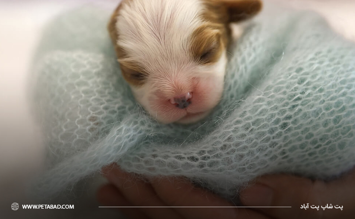 نگهداری توله سگ بدون مادر