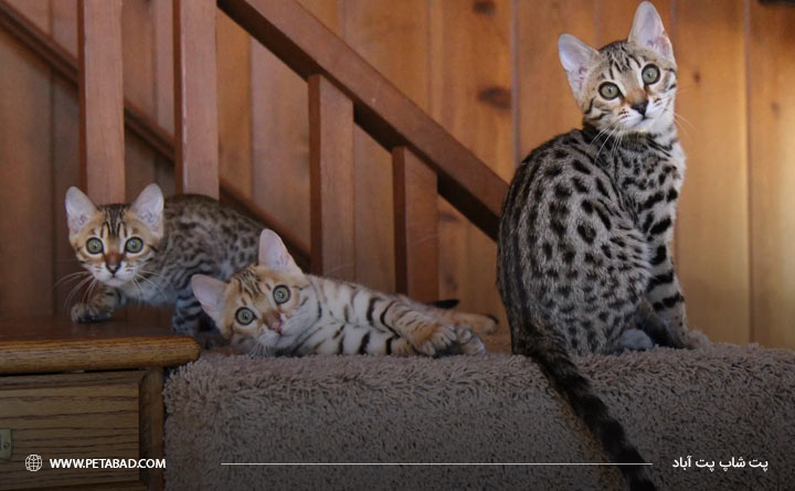 تعامل گربه بنگال با دیگران