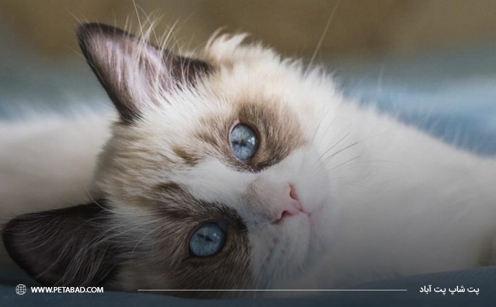 بهترین حیوان خانگی برای آپارتمان: گربه