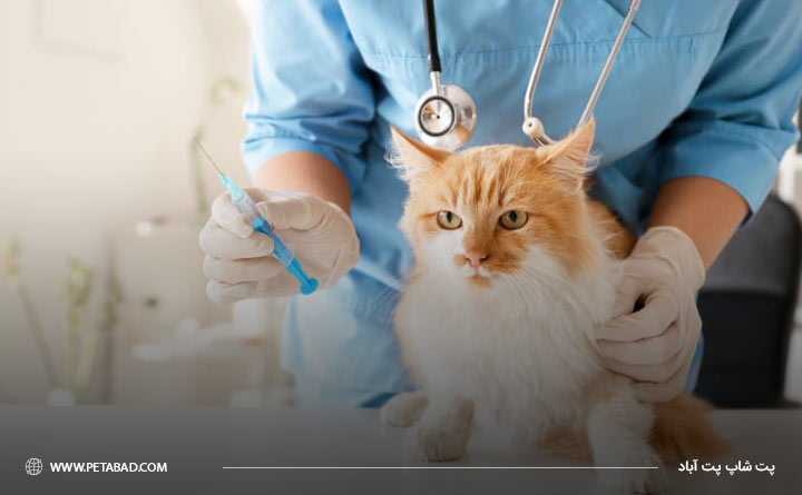 واکسن هاری گربه از واکسن های ضروری 