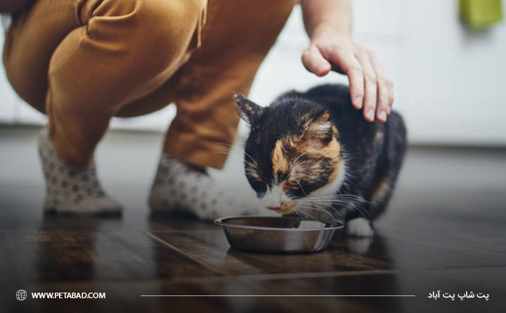 غذا دادن به گربه