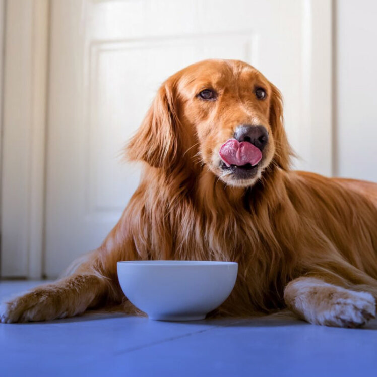 ‌هر آنچه که باید درباره تغذیه مناسب سگ بدانید