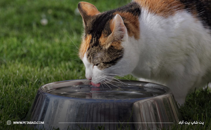 مصرف آب کافی گربه برای افزایش طول عمر