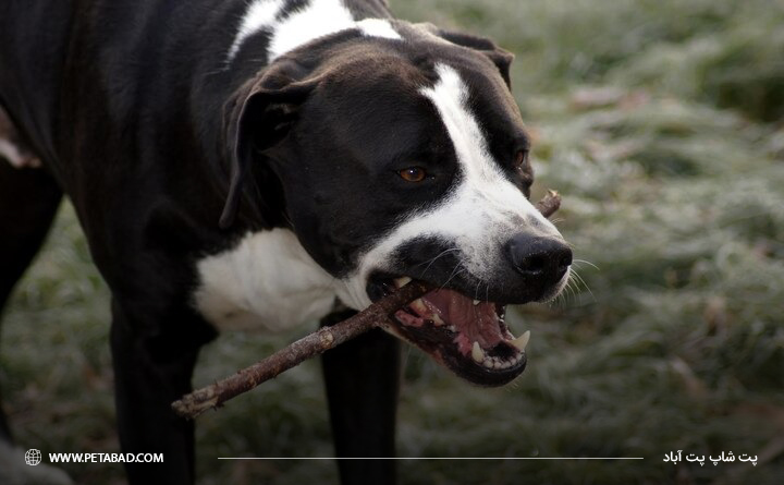 خصوصیات رفتاری سگ آلفا: پارس کردن غیر طبیعی