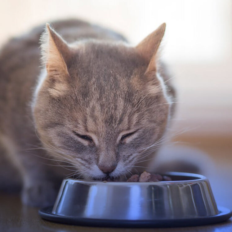 در اطلاعات روی غذای گربه خود به دنبال چه بگردیم؟