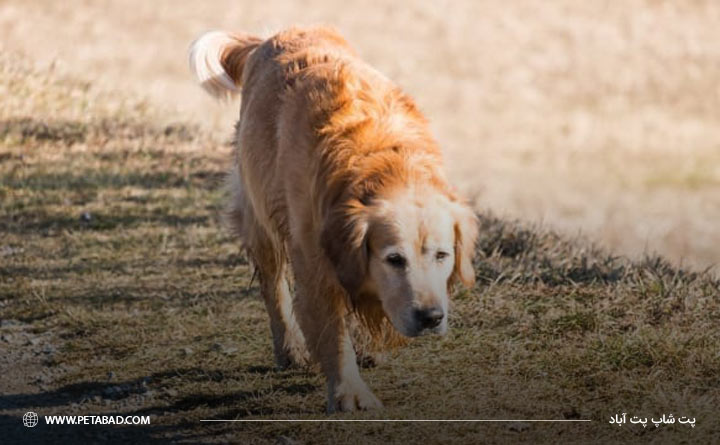 عدم تمایل به پریدن سگ از نشانه های ابتلا به بیماری دیسپلازی سگ