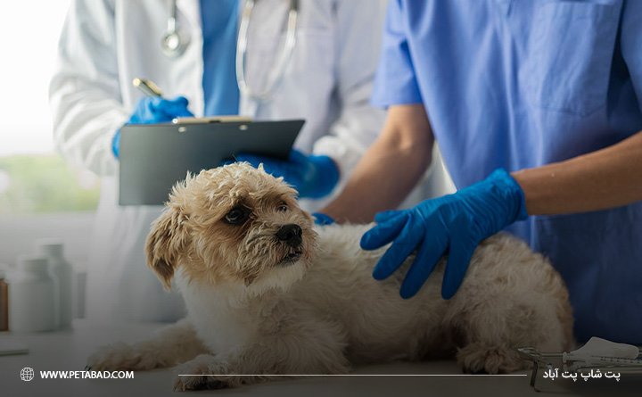 تشخیص آسیب‌دیدگی توله سگ توسط دامپزشک
