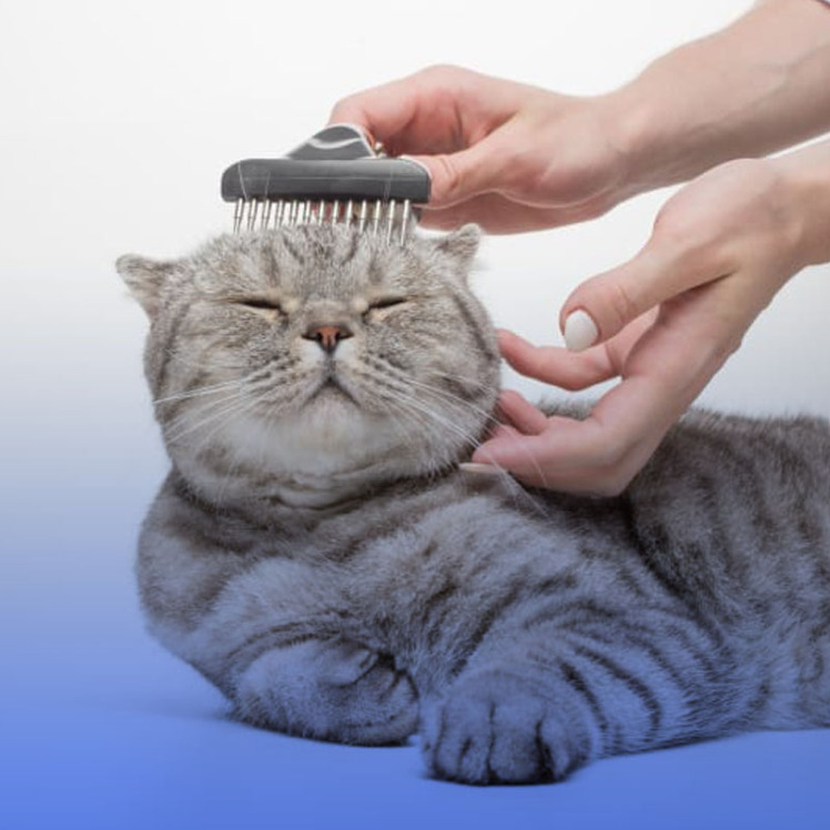 راهنمای حفظ سلامت پوست و موی گربه