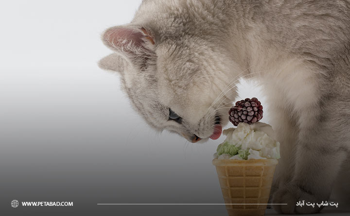 انواع بستنی گربه