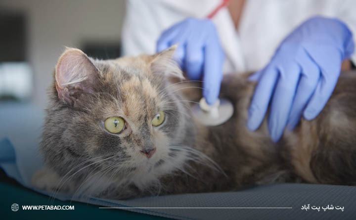 درمان یبوست گربه