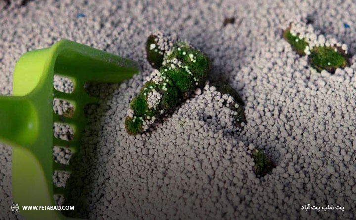 دلیل تغییر رنگ مدفوع گربه