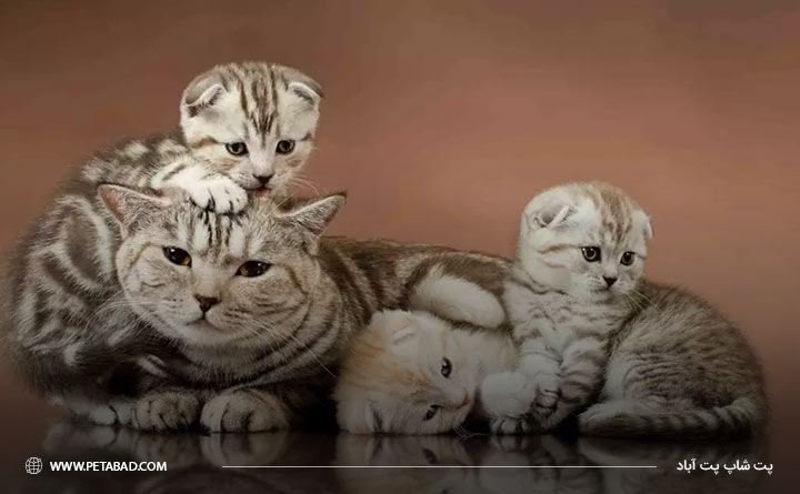 تعداد بچه گربه 