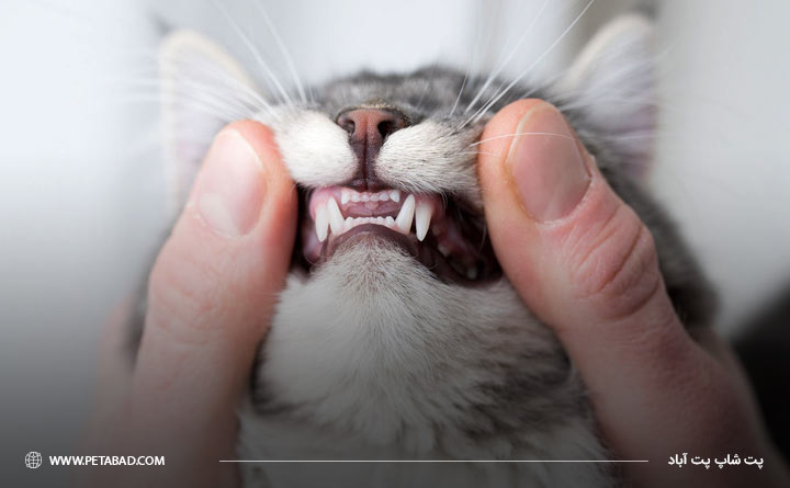 بررسی دندان‌های گربه برای تشخیص سن گربه 