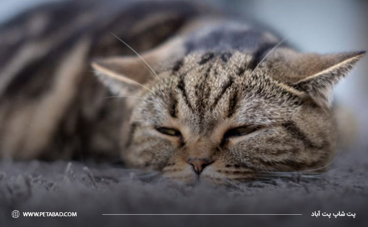 مسمومیت گربه از علل تب در گربه 