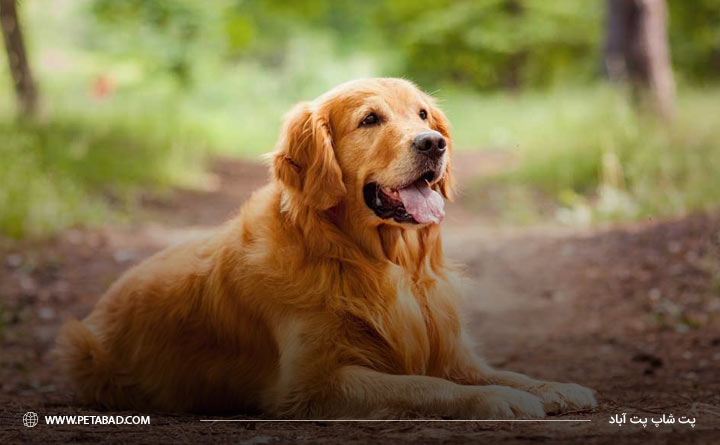 وضعیت سلامتی نژاد رتریور طلایی