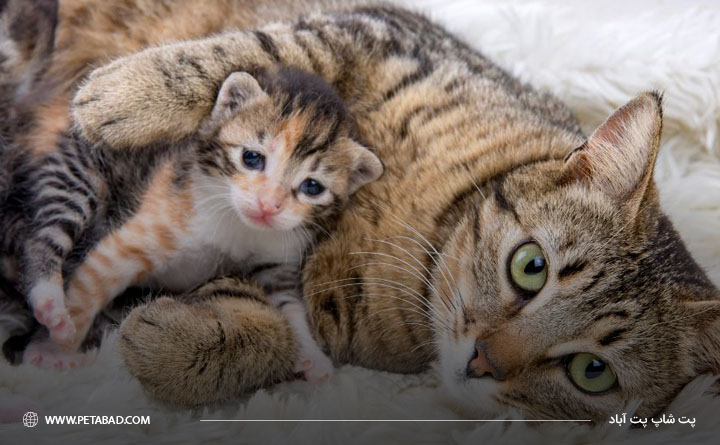 نیازهای غذایی گربه مادر پس از زایمان