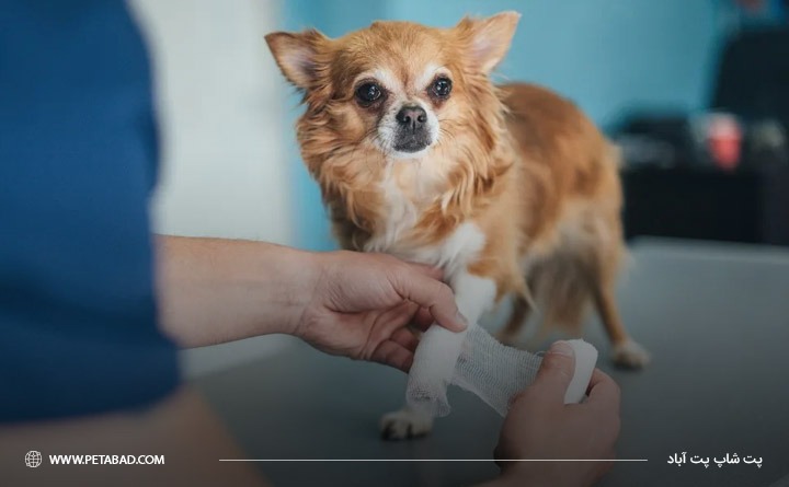 درمان آسیب‌دیدگی توله سگ