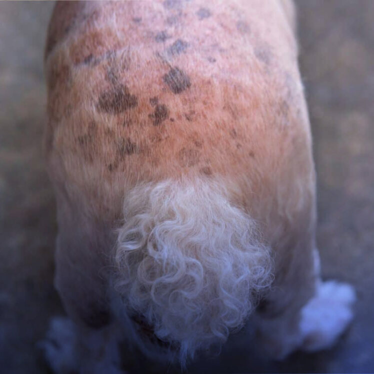 علت لکه‌های سیاه روی پوست سگ + راهکارهای درمانی