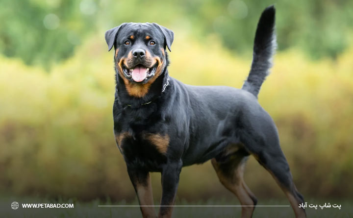 تاریخچه سگ نژاد روتوایلر