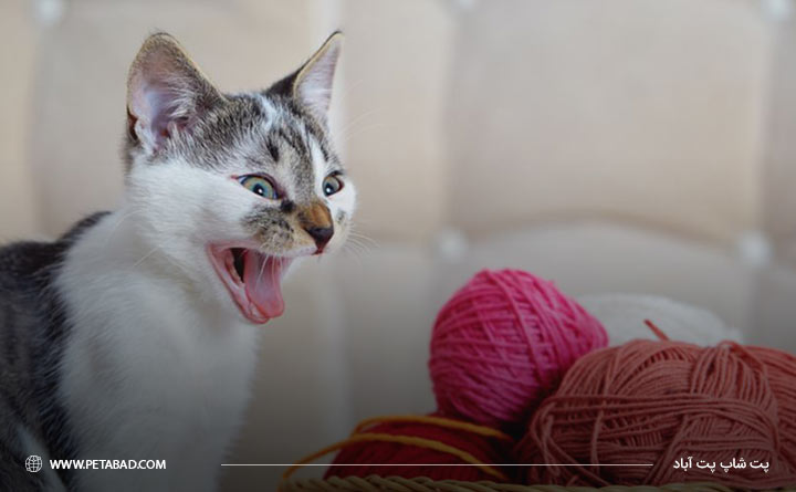 به گربه خود نخ دهید