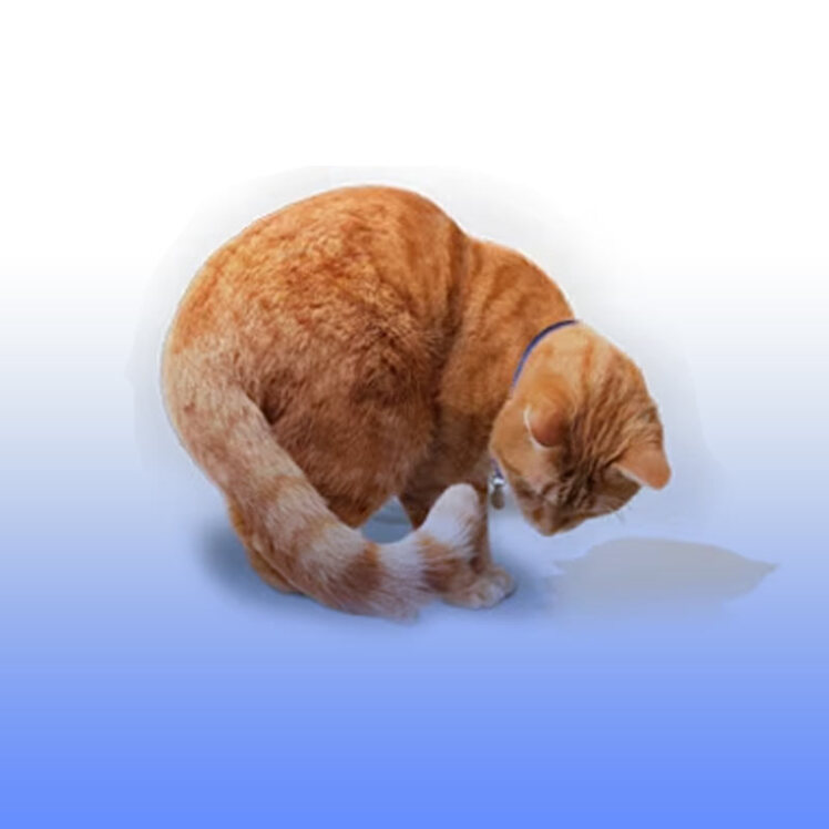 بیماری دستگاه ادراری تحتانی گربه (FLUTD) چیست؟