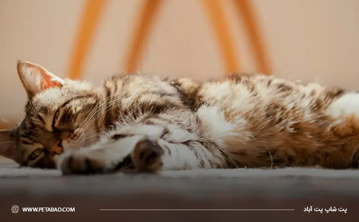 خستگی و ضعف گربه از نشانه‌های بیماری پنومونی گربه مونی