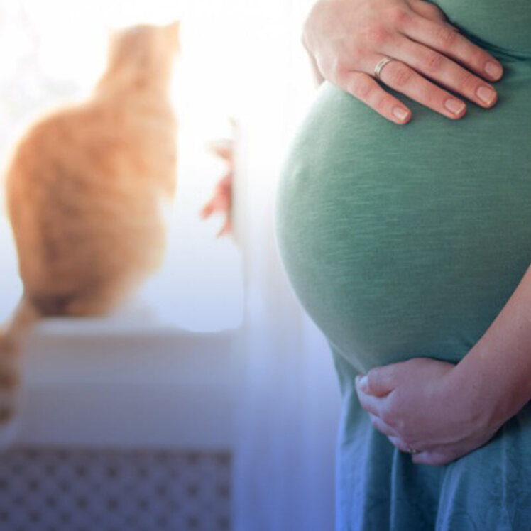آیا موی گربه باعث نازایی یا سقط جنین می‌شود؟